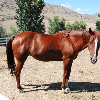 3 Horse Ranch Vineyards - Wine Tasting Room Near Me - Eagle, Idaho
