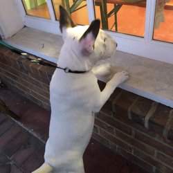 AARF Pet Central - My dog can't wait to shop at AARF Pet Central!