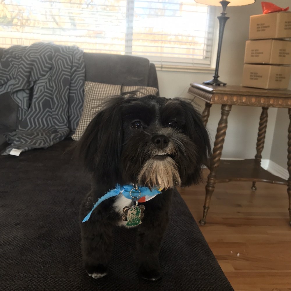 Canine Corner - Pet Groomers Near Me - Colorado Springs, Colorado Canine Corner - Pet Groomers Near Me - Colorado Springs, Colorado