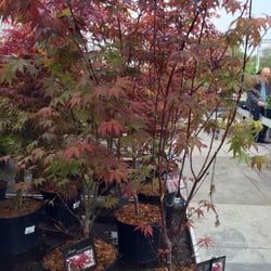 Van Uytsel