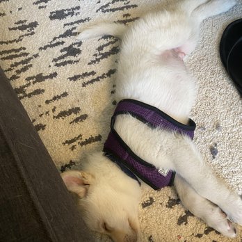 Capitol Hill Petcare - sleep s so important for puppies - Pet Sitting Near Me Capitol Hill Petcare - sleep s so important for puppies - Pet Sitting Near Me