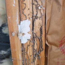 Woodland-Davis Termite & Pest Control - May you never find this in your home!