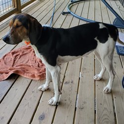 Macon County Humane Society Shelter - Beautiful stray hunting dog ..... no collar..... 4 days on Watia rd. Finally made her way up to the YMCA Camp. She appears to be friendly.