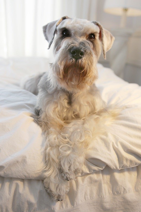 JANICE’S DOG GROOMING Updated September 2024 114 Photos & 17