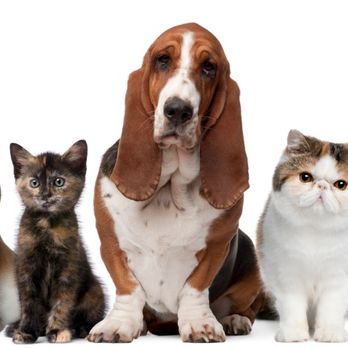 Kelsey’s Super Pet Sitters - Pet Sitting Near Me - Buffalo, New York Kelsey’s Super Pet Sitters - Pet Sitting Near Me - Buffalo, New York