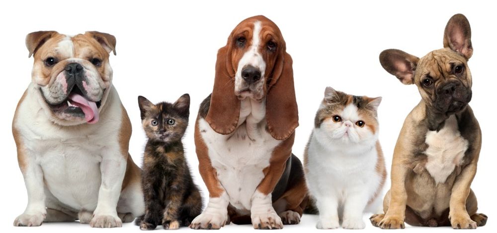 Kelsey’s Super Pet Sitters - pet boarding facility in Buffalo, NY