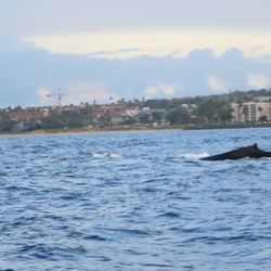 Redline Rafting - Whale spotting