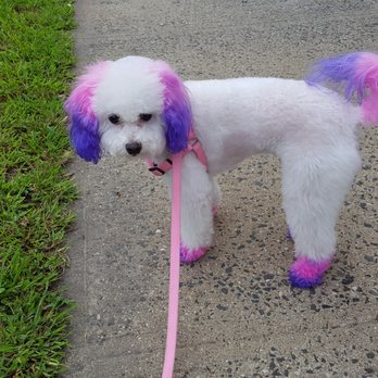 Wanda's Pet Grooming - VENUS I love getting groomed! - Pet Groomers Near Me - New York, New York Wanda's Pet Grooming - VENUS I love getting groomed! - Pet Groomers Near Me - New York, New York