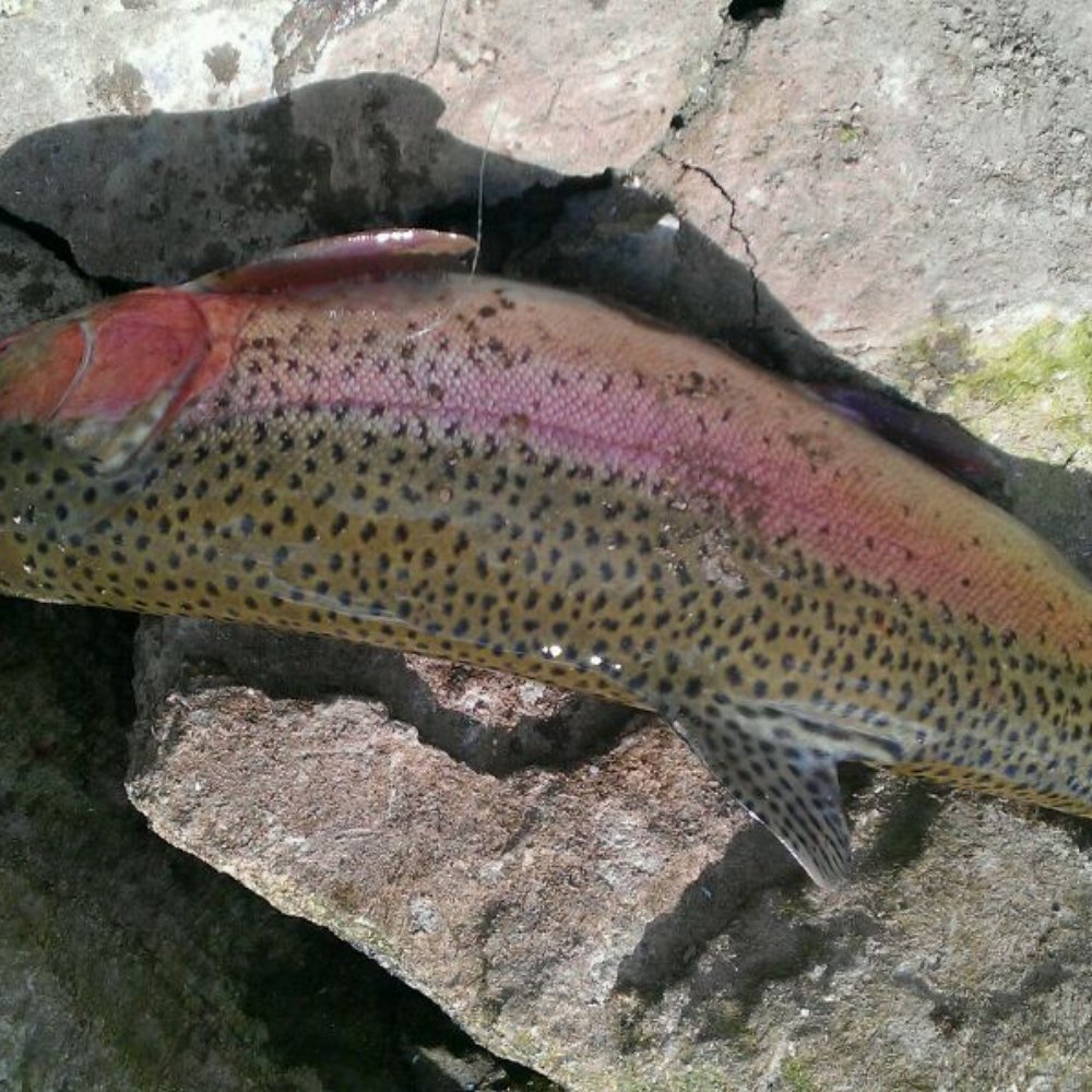 Caught at panguitch lake.  Fat rainbow.