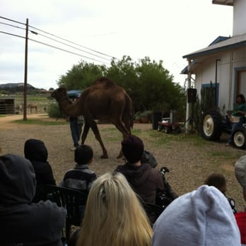 Oasis Camel Dairy - Attraction Farms Near Me - Ramona, California Oasis Camel Dairy - Attraction Farms Near Me - Ramona, California