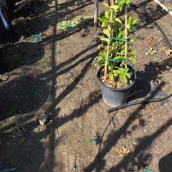 Quality Growers - 5Gal Distictus Buccinatoria vine - Nurseries & Gardening Near Me - Corona, California Quality Growers - 5Gal Distictus Buccinatoria vine - Nurseries & Gardening Near Me - Corona, California