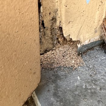 Valentia Apartments - these are termite droppings - Apartments Near Me - San Diego, California Valentia Apartments - these are termite droppings - Apartments Near Me - San Diego, California