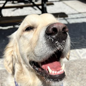 Lefty's Day and Night - Eleven approves of Lefty's. Who doesn't trust dogs? - Bars Near Me - Austin, Texas Lefty's Day and Night - Eleven approves of Lefty's. Who doesn't trust dogs? - Bars Near Me - Austin, Texas