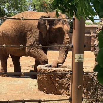 Honolulu Zoo - Elephant getting a drink - Zoos Near Me - Honolulu, Hawaii