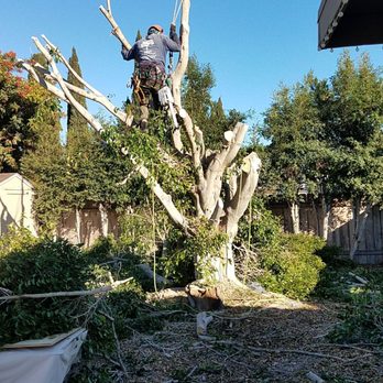 Select Tree Service - 1/2 way done! - Tree Services Near Me Select Tree Service - 1/2 way done! - Tree Services Near Me