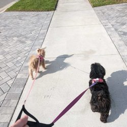 Lollypop Critter Sitters - Dog walking