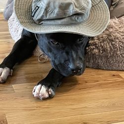 SPCA Suncoast