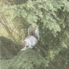 Squirrel Tree Resort gift card