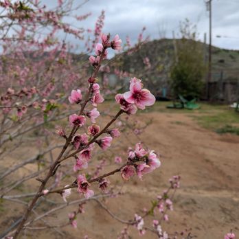 Chula Vista Vineyard Tours - Wine Tours Near Me