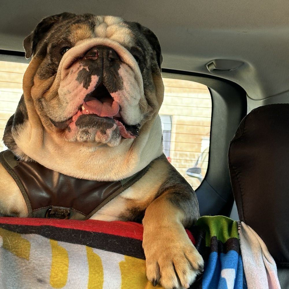 Unleashed by Petco - This is my baby. - Pet Training Near Me - Monrovia, California Unleashed by Petco - This is my baby. - Pet Training Near Me - Monrovia, California
