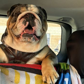 Unleashed by Petco - This is my baby. - Pet Training Near Me - Monrovia, California