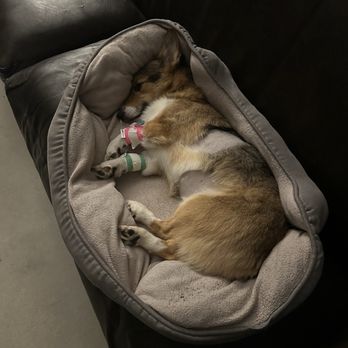 BluePearl Pet Hospital Kirkland - Porky the next morning after leaving him here. - Veterinarians Near Me - Kirkland, Washington BluePearl Pet Hospital Kirkland - Porky the next morning after leaving him here. - Veterinarians Near Me - Kirkland, Washington