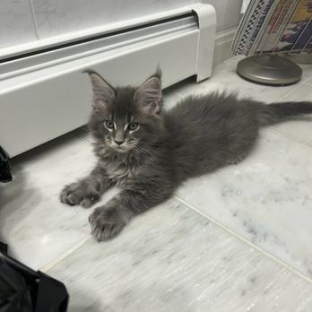 Dynasty Maine Coons - Pet Breeders Near Me