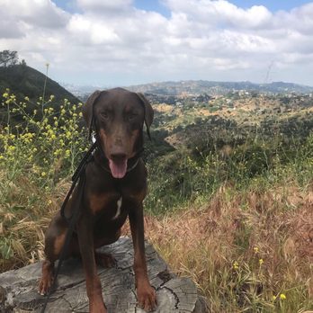 Epic Dog Academy - "Place" command while hiking - Pet Training Near Me - Temecula, California Epic Dog Academy - "Place" command while hiking - Pet Training Near Me - Temecula, California