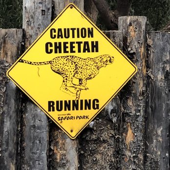 Cheetah Run - Kids Activities Near Me - Escondido, California Cheetah Run - Kids Activities Near Me - Escondido, California