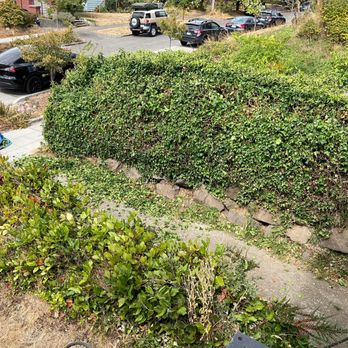 Lee's General Landscaping and Yard Clean Up - Before and after ivy removal. - Landscaping Near Me - Seattle, Washington