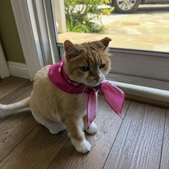 Pacific Paws Animal Hospital - Cute kerchief from her visit. - Veterinarians Near Me - Brea, California Pacific Paws Animal Hospital - Cute kerchief from her visit. - Veterinarians Near Me - Brea, California