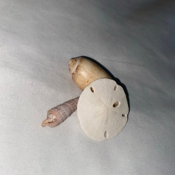 Sunspot Realty - Portside pool, flora and fauna, shells, sunrise on PCB - Real Estate Services Near Me - P C Beach, Florida Sunspot Realty - Portside pool, flora and fauna, shells, sunrise on PCB - Real Estate Services Near Me - P C Beach, Florida