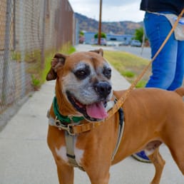 Donovan adopted from Boxer Rescue LA. photo taken by Billy's Friend (@billys_friend)