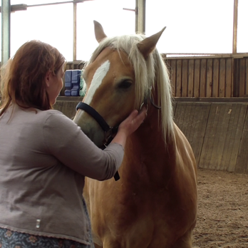 Reittherapeutin und Coach Ella Behn - Professional Services Near Me - Leipzig, SN Reittherapeutin und Coach Ella Behn - Professional Services Near Me - Leipzig, SN