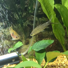 I took in a picture and video of my Bala shark and the staff were able to diagnose the bacterial infection and how to treat.