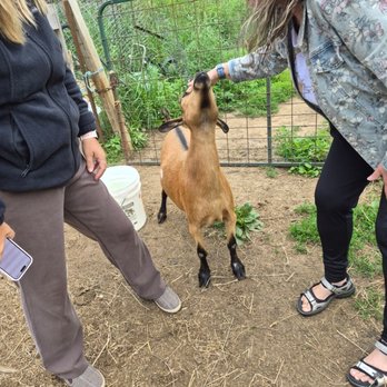 Goat Whisper Farm - Someone likes their head scratched - Books, Mags, Music & Video Near Me - Bancroft, Ontario Goat Whisper Farm - Someone likes their head scratched - Books, Mags, Music & Video Near Me - Bancroft, Ontario