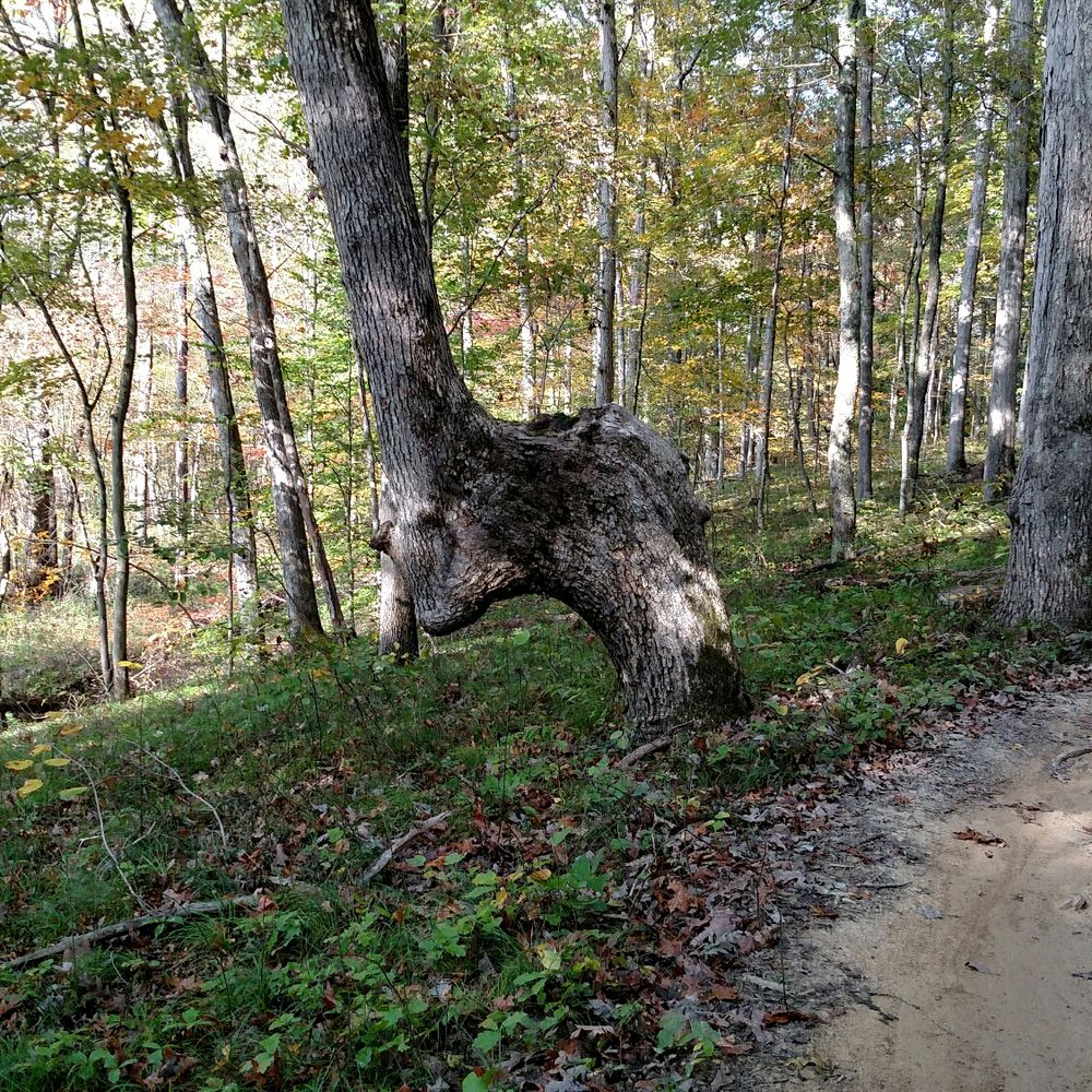 Brown County State Park - Hiking Near Me - Nashville, Indiana Brown County State Park - Hiking Near Me - Nashville, Indiana
