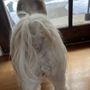 Photo of Paws Applause