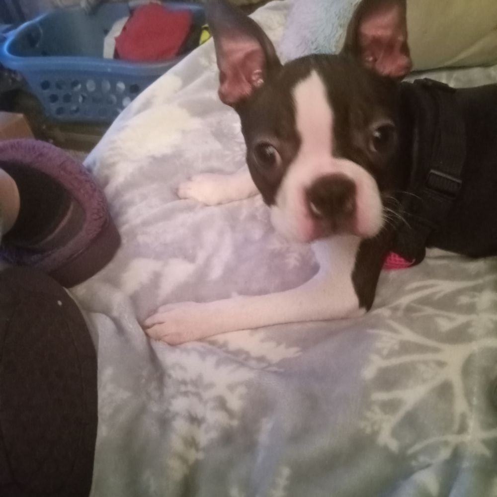 Reardon’s Kennels - I love him already. After having to put my 15 yr.old Boston to sleep in the summer I'm finally happy again. Ty Reardon kennels.di - Pet Breeders Near Me Reardon’s Kennels - I love him already. After having to put my 15 yr.old Boston to sleep in the summer I'm finally happy again. Ty Reardon kennels.di - Pet Breeders Near Me