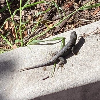 Discount Tire - The lizard that walked up to say hello while I waited under their tarp. :) - Tires Near Me - San Diego, California Discount Tire - The lizard that walked up to say hello while I waited under their tarp. :) - Tires Near Me - San Diego, California