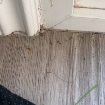 HomeTeam Pest Defense - This was after first treatment. - Pest Control Near Me - Las Vegas, Nevada