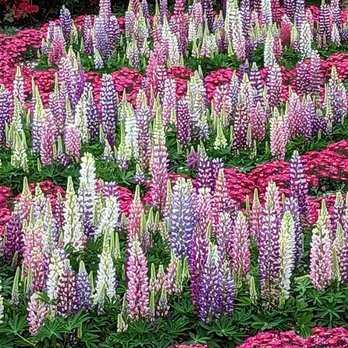 Supera Tours - Colorful lupins - Historical Tours Near Me - South El Monte, California Supera Tours - Colorful lupins - Historical Tours Near Me - South El Monte, California