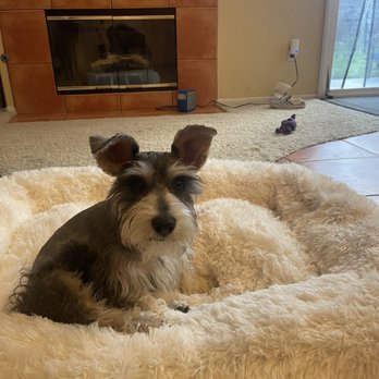 Pets In Style Grooming - Mini schnauzer cut - Pet Groomers Near Me - Palmdale, California Pets In Style Grooming - Mini schnauzer cut - Pet Groomers Near Me - Palmdale, California