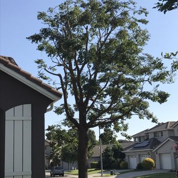 Robert's Tree Care - Trimmed both trees - Tree Services Near Me - Stockton, California