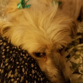 Fur Friends - Sue Lillie wanted to be pretty next to mommy! - Pet Groomers Near Me - McKinney, Texas Fur Friends - Sue Lillie wanted to be pretty next to mommy! - Pet Groomers Near Me - McKinney, Texas