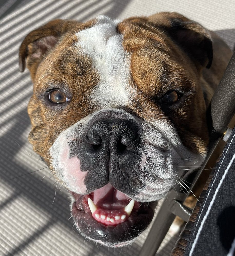 Furever Happy - pet boarding facility in Walled Lake, MI