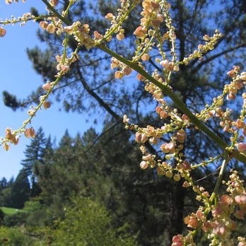 Regional Parks Botanic Garden at Tilden - Botanical Gardens Near Me - Berkeley, California