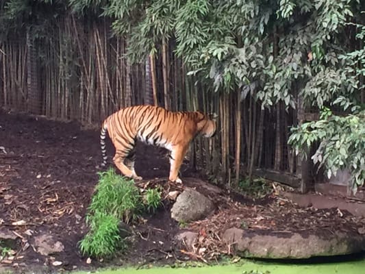 Melbourne Zoo by null