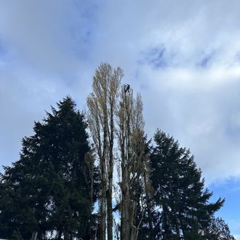 Western Hemlock Tree & Stump Service - That's them way up there. - Tree Services Near Me - Snohomish, Washington Western Hemlock Tree & Stump Service - That's them way up there. - Tree Services Near Me - Snohomish, Washington