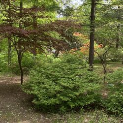 Azalea Path Arboretum And Bontanical Garden - Gorgeous Japanese maple with huge azaleas in background